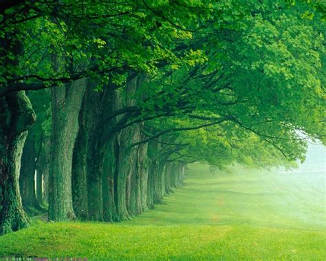 Large Green Tree Wallpaper