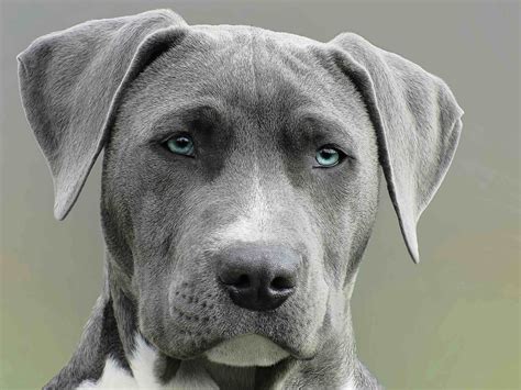 large grey dog breeds