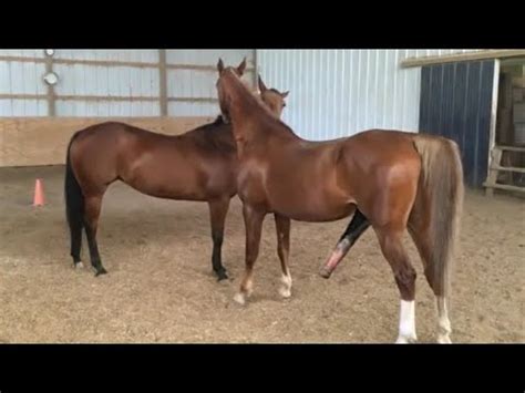 large horses breeding donkeys