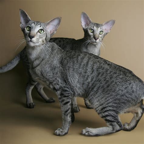 large hypoallergenic cats