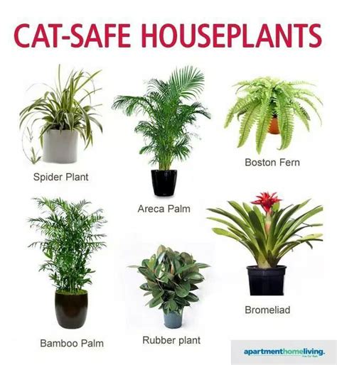 large indoor plants safe for cats