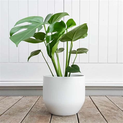 large indoor plants that don't need sunlight
