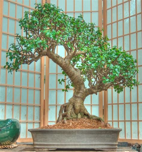 Large Jade Bonsai Tree