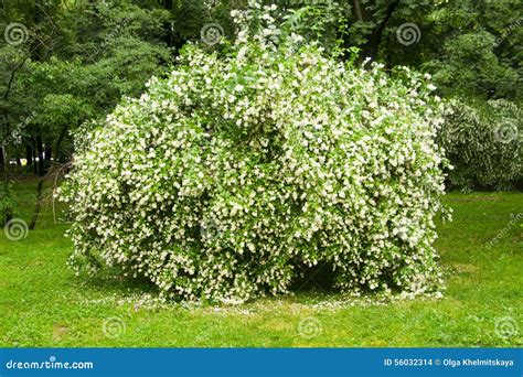 Large Jasmine Bush