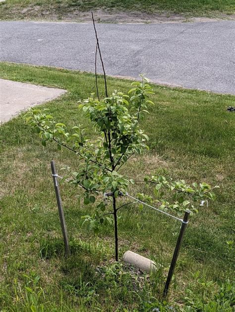 Large Jungle Tree Not Growing
