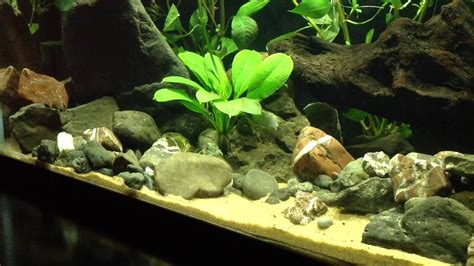 Large Minnow Tank