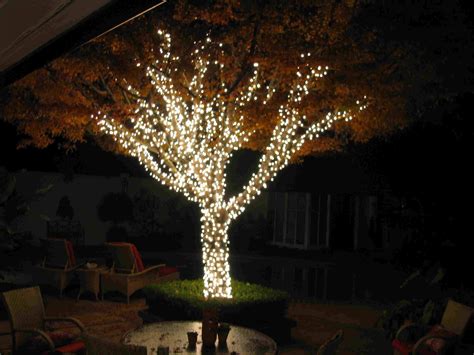 Large Outdoor Tree Ideas