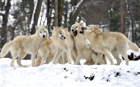 large pack of wolves