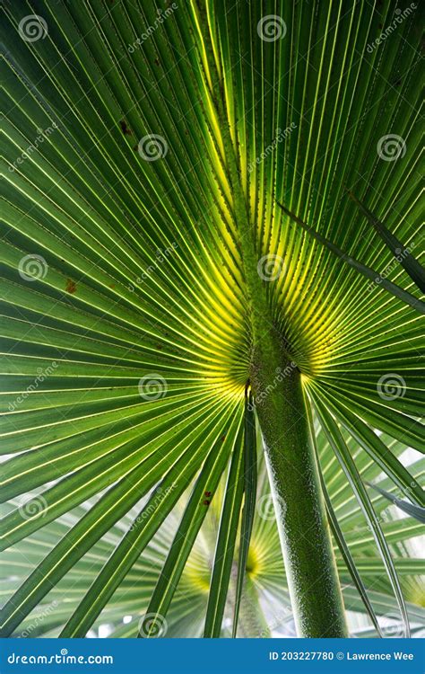 Large Palm Fronds
