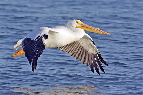 large pelicans