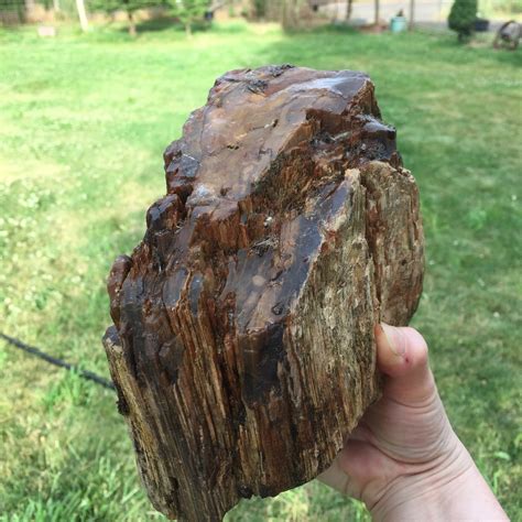 large petrified wood for sale