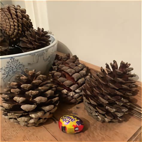 large pine cones for sale uk