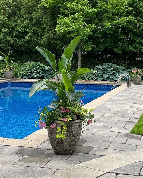 Large Planters For Around Pool