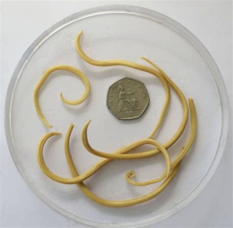 Large Roundworms In Horses