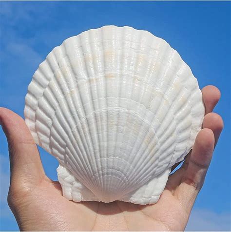 large scallop shells for crafts