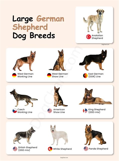 large shepherd breeds
