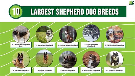 large shepherd dogs