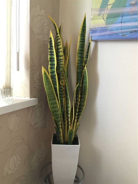 large snake plants for sale