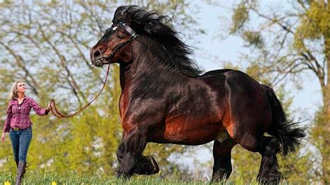 large strong horse breeds