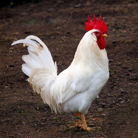 large white rooster breeds