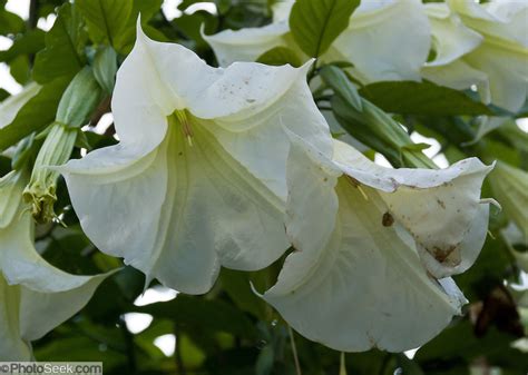 large white trumpet shaped flowers images