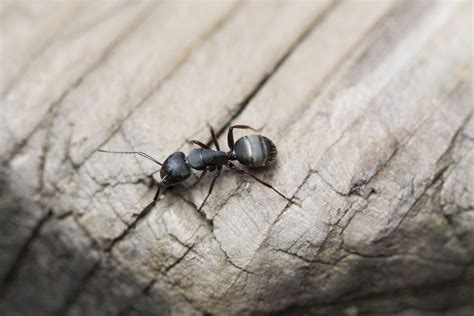 Large Wood Ants