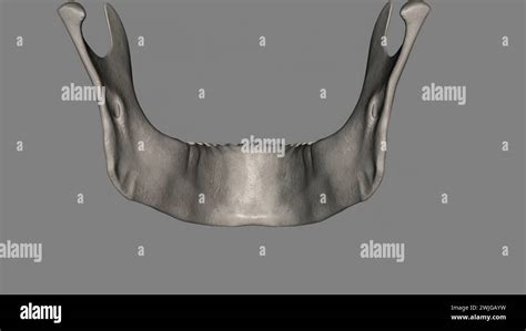 largest and strongest facial bone