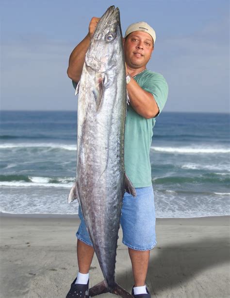 Largest Atlantic Mackerel Ever Caught