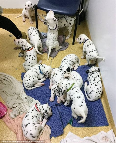 Largest Cat Litter Ever