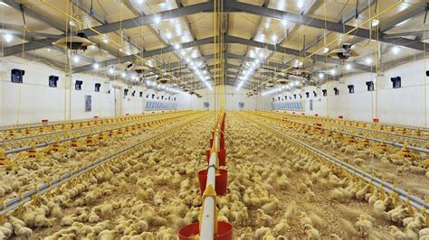 Largest Chicken Farm
