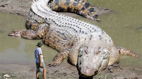 largest crocodile ever recorded in history