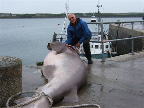 largest fish ever caught by rod