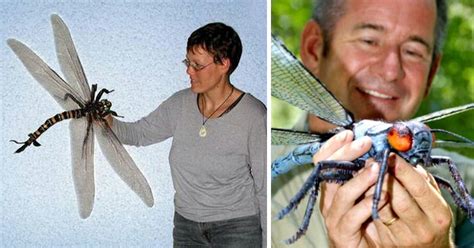 Largest Insects In Illinois