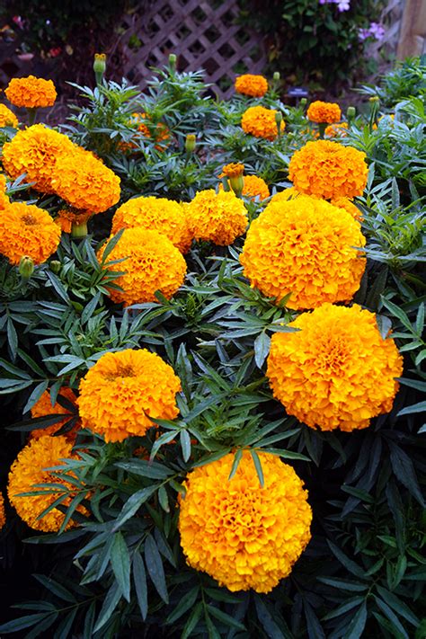 Largest Marigold Variety