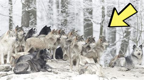 Largest Pack Of Wolves Recorded