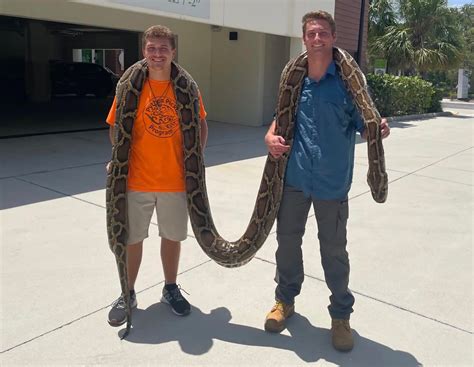 largest python in florida history caught