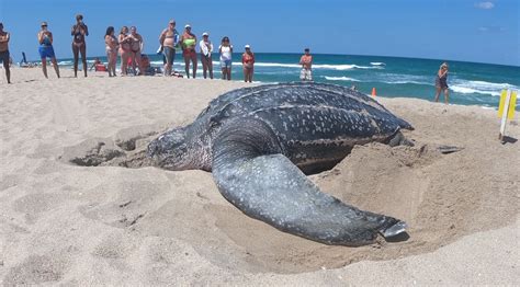 Largest Sea Turtle Recorded
