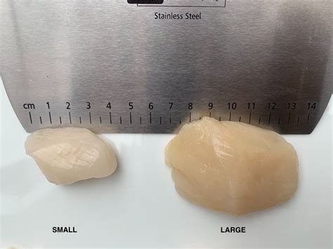 Largest Size Of Scallops