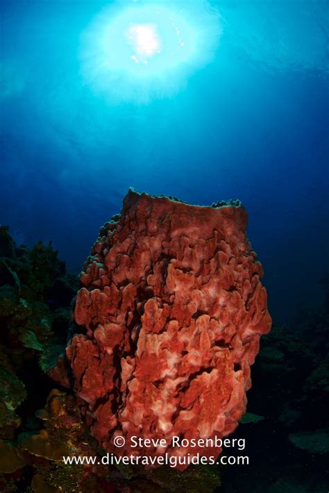 Largest Sponge Species