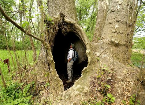 Largest Sycamore Tree In Ohio