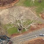 Largest Tree In Ct