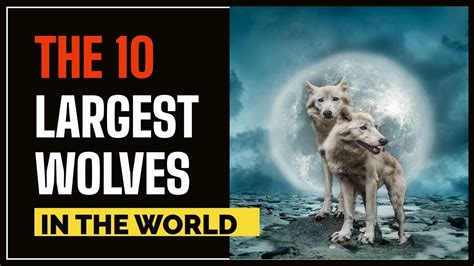 Largest Wolves Ever Recorded