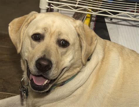 Largest Yellow Lab