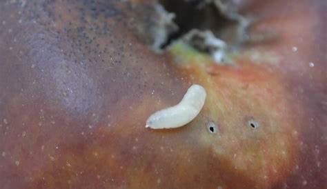 larva-mosca-fruta | Fumigadora Continente