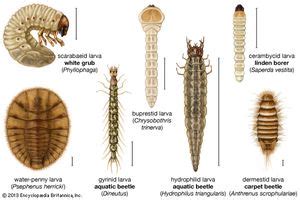 larva names