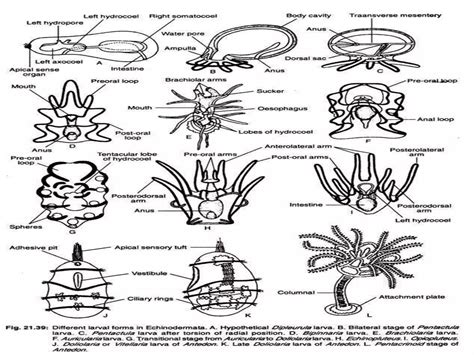 Review Of Larval Forms In Echinodermata 2023