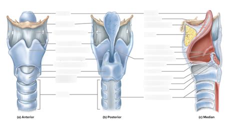 Larynx Function Quizlet