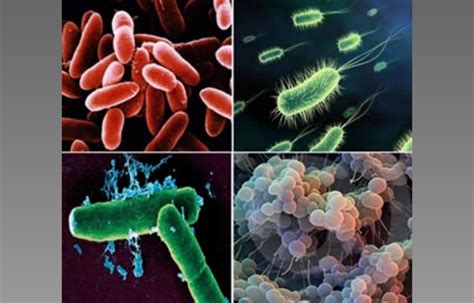 las bacterias anaerobias estrictas son