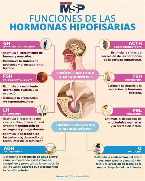 las hormonas son liberadas a