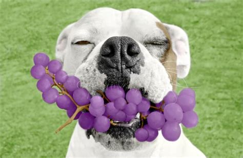las uvas son buenas para los perros